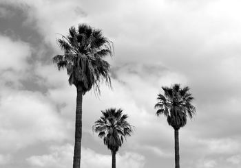 Low angle view of palm trees growing against sky