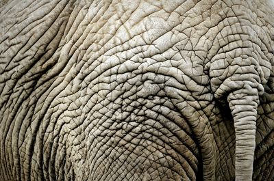 Full frame shot of wrinkled elephant skin