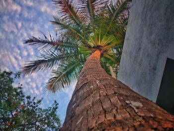 Low angle view of palm trees against sky