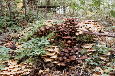 Mushrooms growing on field in forest