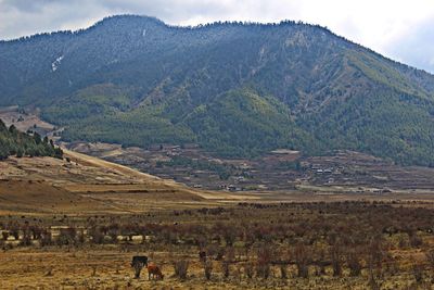 Scenic view of landscape against sky