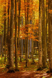 Trees in forest during autumn