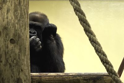 Low angle view of tree