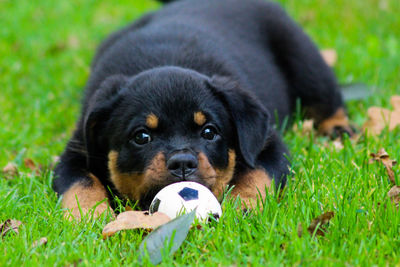 Black dog looking away