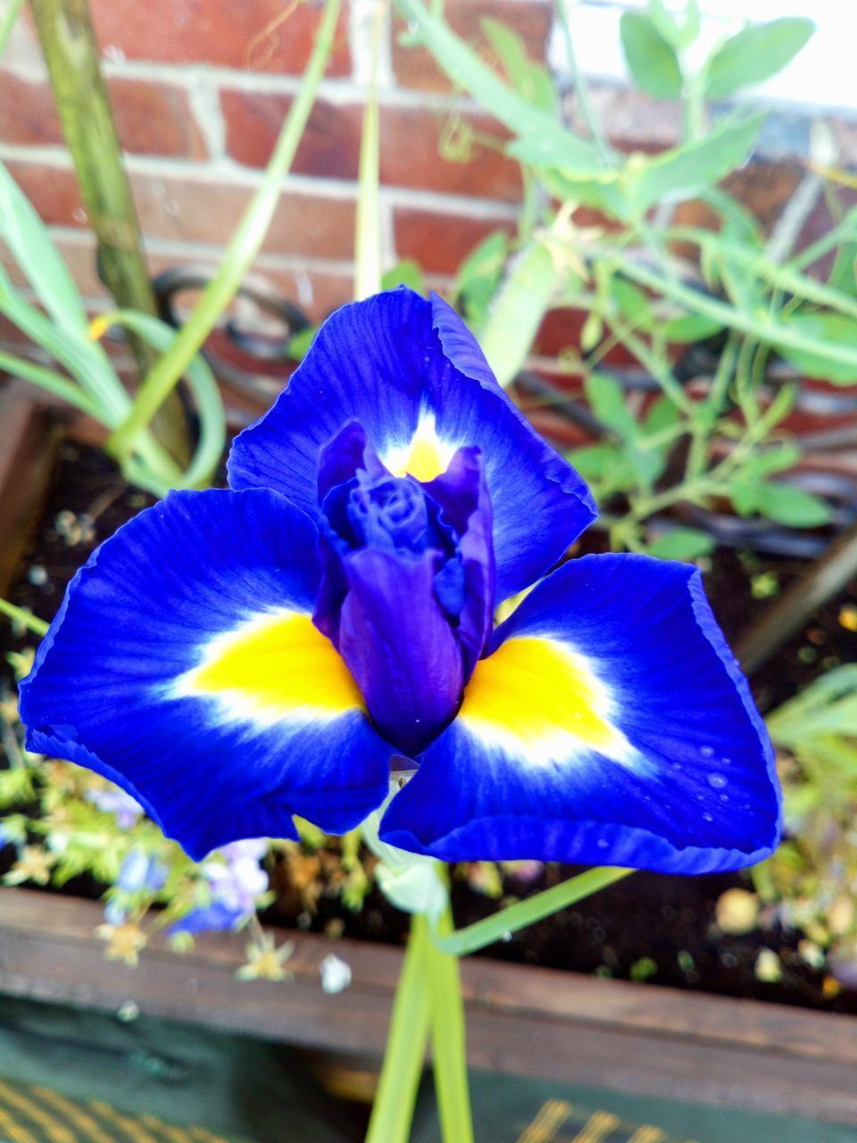 CLOSE-UP OF FRESH BLUE FLOWER