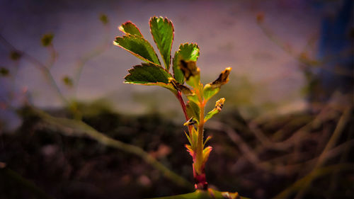 Close-up of plant