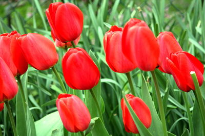 Close-up of red flowers blooming outdoors