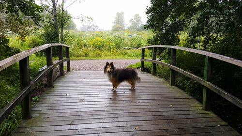 Cat standing on wooden footbridge