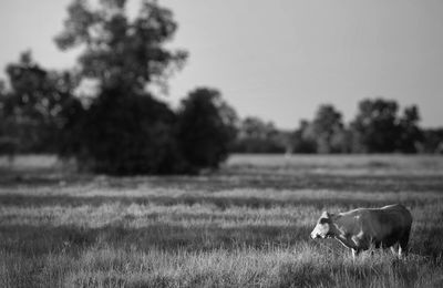 View of a horse on field