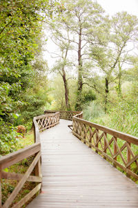 Wooden footbridge amidst trees in forest