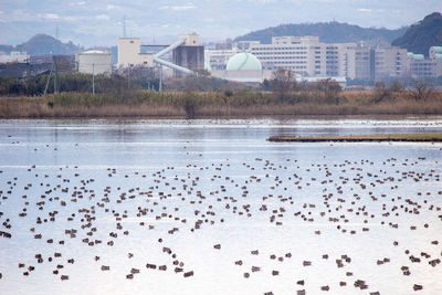 Flock of birds in lake