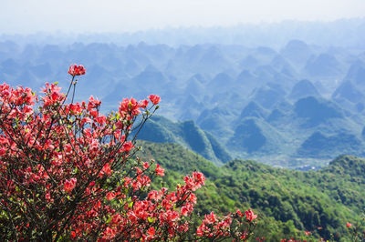 Red flowering plant against mountain