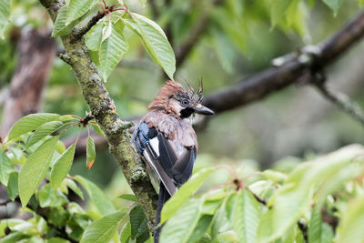 Bird perching on a tree