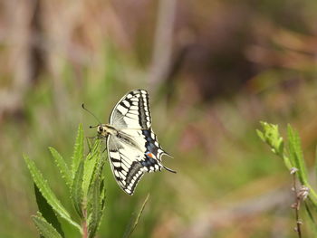 Close-up of butterfly pollinating on flower