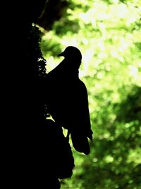 Silhouette bird on tree