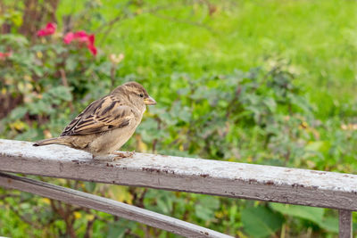 House sparrow passer domesticus female on nature green background. 