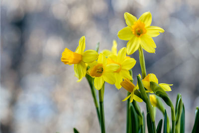 Beautiful spring banner with fresh yellow daffodil flowers grow in pot on windowsill