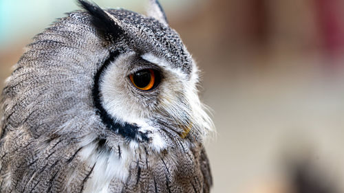 Close-up of owl looking away