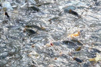 High angle view of fish swimming in sea