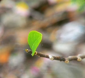 Close-up of insect on plant