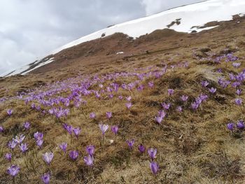 Purple flowering plants on land against sky