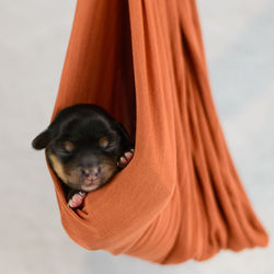 Close-up of black puppy