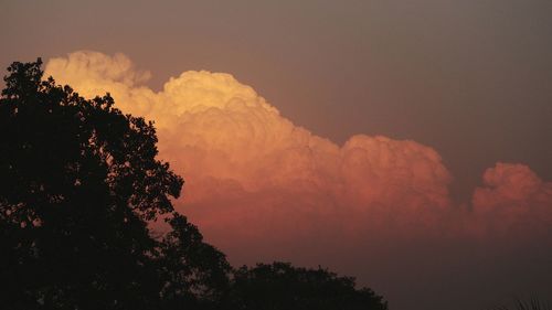 Low angle view of silhouette trees against sky