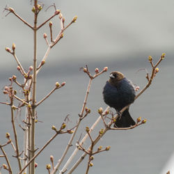 Low angle view of bird perching on branch