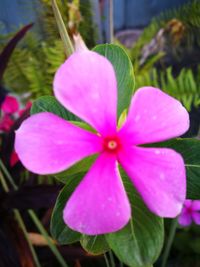 Close-up of pink flower blooming outdoors