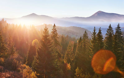 Majestic landscape with forest at spring time. scenery background.