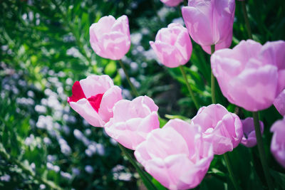 Close-up of pink flowers blooming outdoors