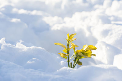 Small plant uncovered from winter snow and getting morning sunlight