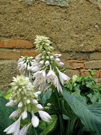 Close-up of white flowers