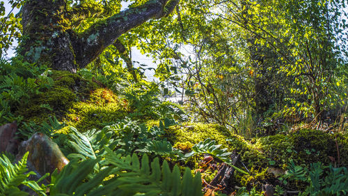Close-up of fresh green plants in forest