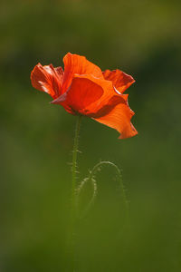 Close-up of orange poppy