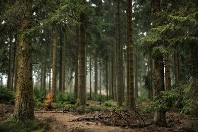 Trees growing in forest