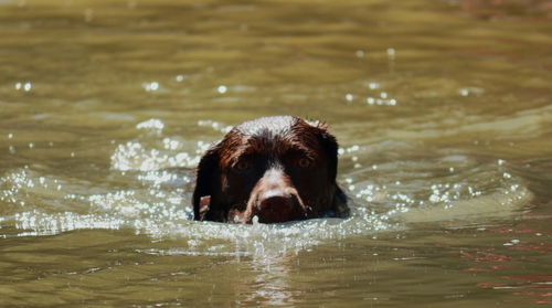 Dog swimming in lake