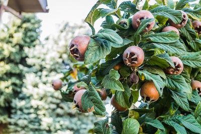 Medlar bush in the garden of serbia with ripe fruits. 