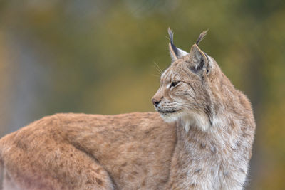 Close-up of cat