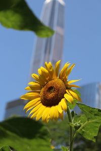 Close-up of sunflower