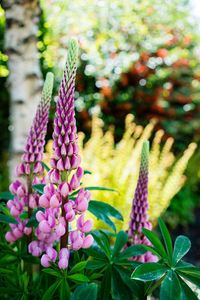 Close-up of purple flowers blooming outdoors