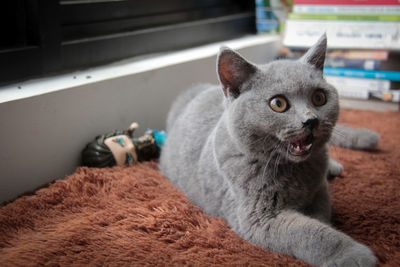 Close-up portrait of a cat at home