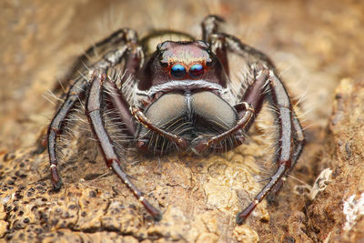 Close-up of spider