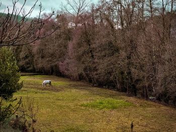 Cows in park against sky