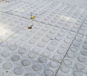 Leaf on paving stone