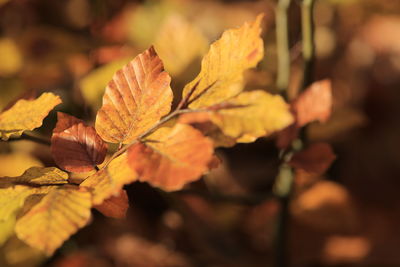 Close-up of autumn leaves