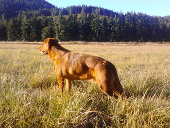 Dog standing on grassy field