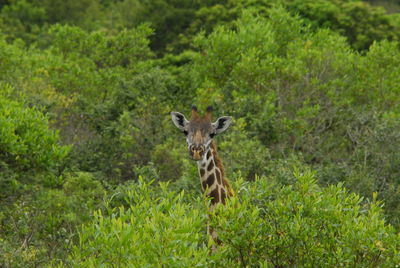 Animal on grassy field in forest