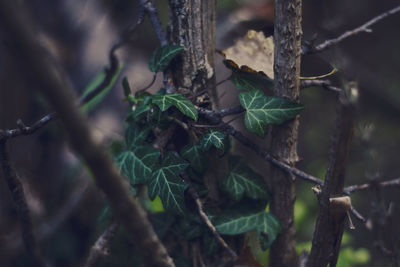 Close-up of plant growing on tree