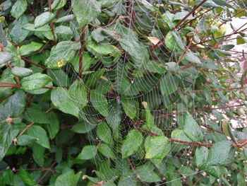 Close-up of fresh green plant